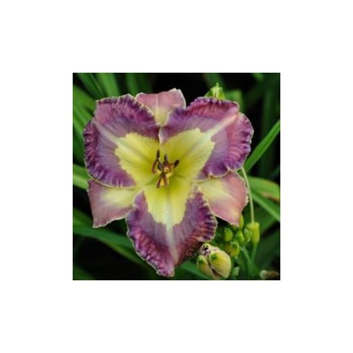 Hemerocallis Belightful - Sásliliom