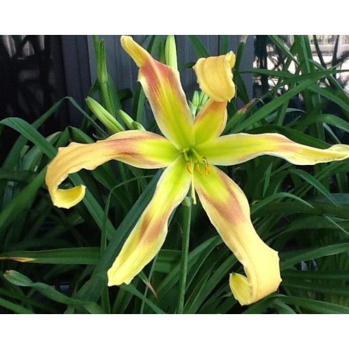 Hemerocallis Belly Button - Sásliliom