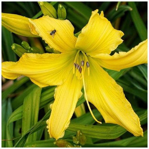 Hemerocallis Ben Bachman