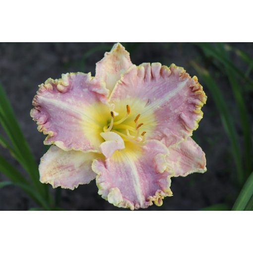 Hemerocallis Bestseller - Sásliliom