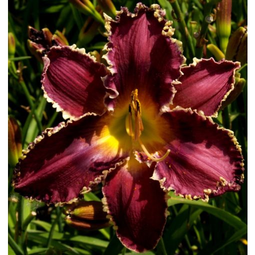 Hemerocallis Biting Torpedo - Sásliliom