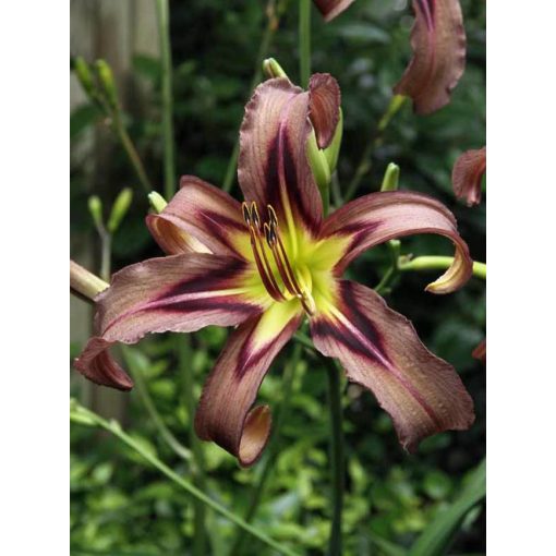 Hemerocallis Black Arrowhead - Sásliliom