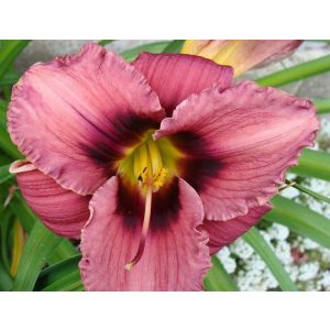 Hemerocallis Black Eye - Sásliliom