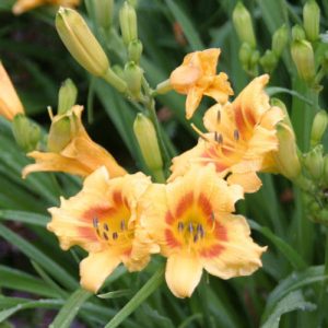 Hemerocallis Black Eyed Stella