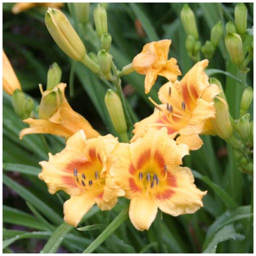 Hemerocallis Black Eyed Stella