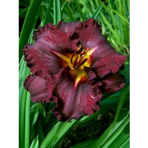 Hemerocallis Black Stockings - Sásliliom