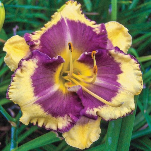 Hemerocallis Blueberry Cream - Sásliliom