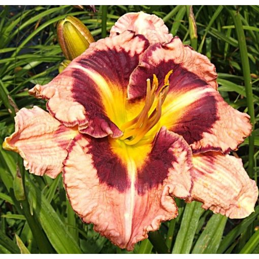 Hemerocallis Bonvivan - Sásliliom