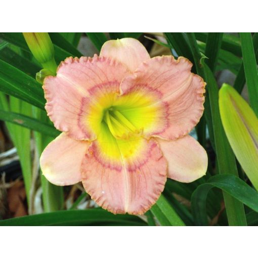 Hemerocallis Broadway Angel - Sásliliom