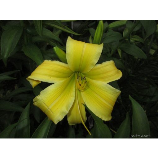 Hemerocallis Buddha Hand - Sásliliom