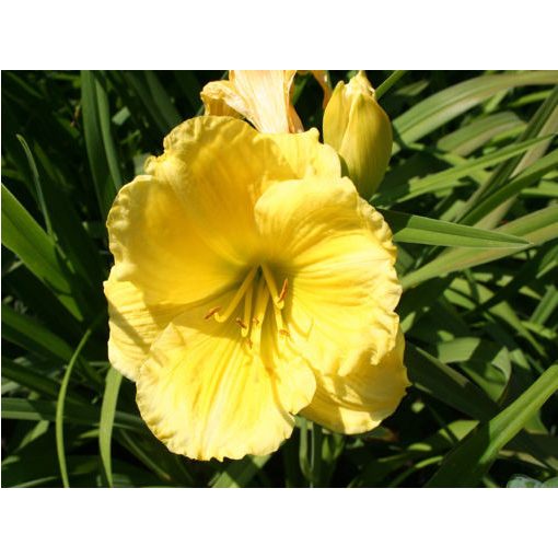 Hemerocallis Buttercup Parade - Sásliliom