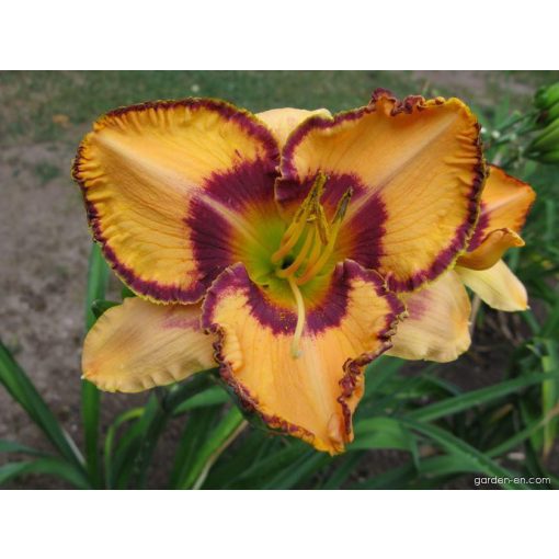 Hemerocallis Canyon Colors