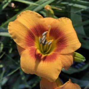 Hemerocallis Cherry Eyes Pumpkin - Sásliliom