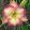 Hemerocallis Cherry Picotee