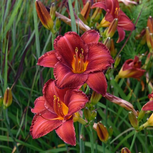 Hemerocallis Chicago Apache - Sásliliom