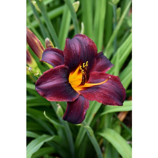 Hemerocallis Chocolate Candy - Sásliliom