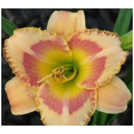 Hemerocallis Cindy Choice - Sásliliom