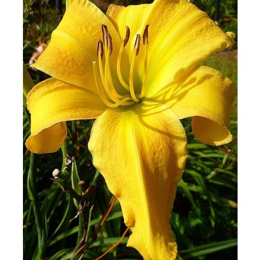 Hemerocallis Clear Channel - Sásliliom