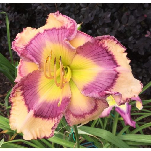 Hemerocallis Colorful Etchings - Sásliliom