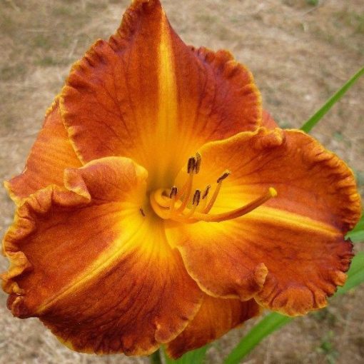 Hemerocallis Copperhead Road - Sásliliom