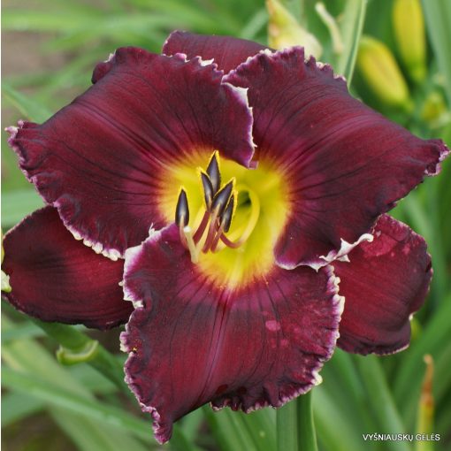 Hemerocallis Cosmis Sensation - Sásliliom