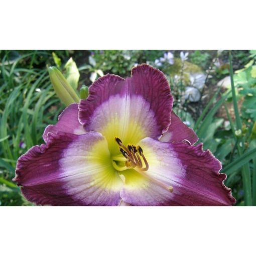 Hemerocallis Cour Magician