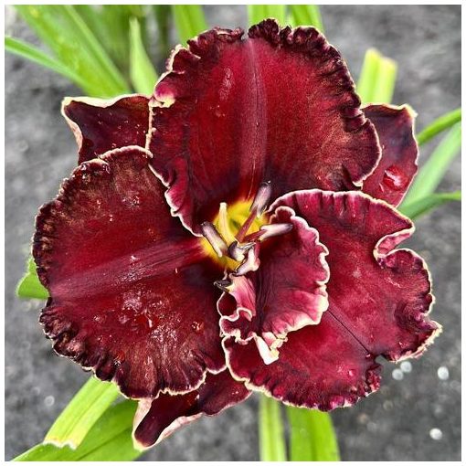 Hemerocallis Cranberry Christmas