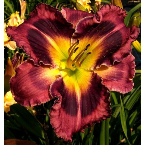 Hemerocallis Cranberry Star - Sásliliom