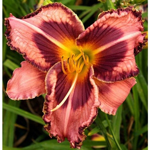 Hemerocallis Cry To Me