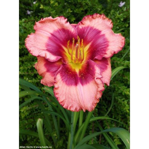 Hemerocallis Dan Mahony - Sásliliom