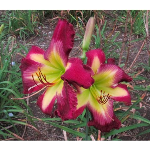 Hemerocallis Dark And Handsome