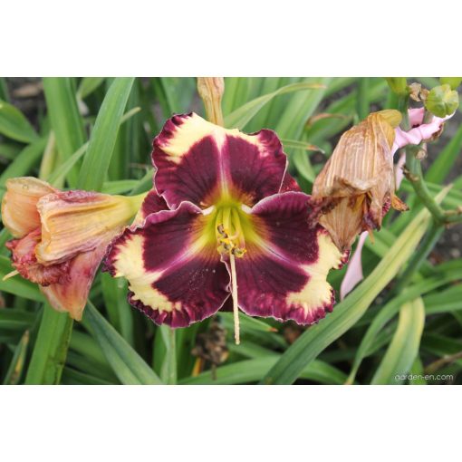 Hemerocallis Dark Side - Sásliliom