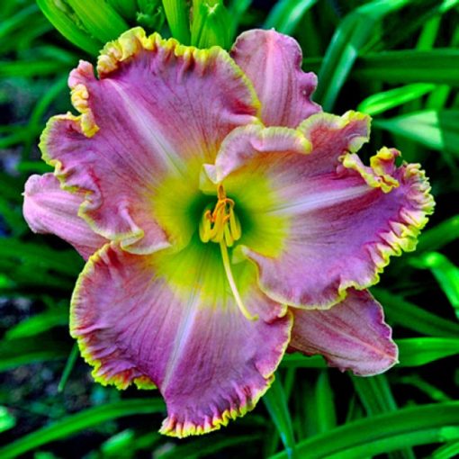 Hemerocallis Diamond Girl - Sásliliom