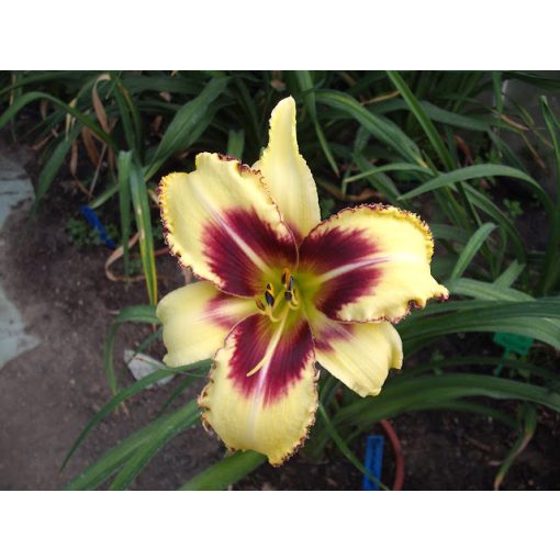 Hemerocallis Dimensional Shift - Sásliliom