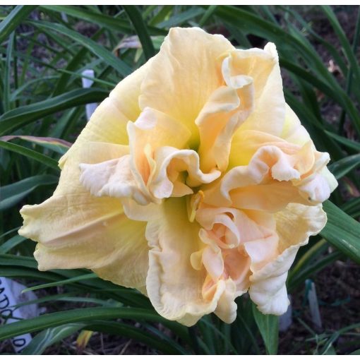 Hemerocallis Double Vanilla Delight - Sásliliom