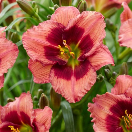 Hemerocallis Dress Pink