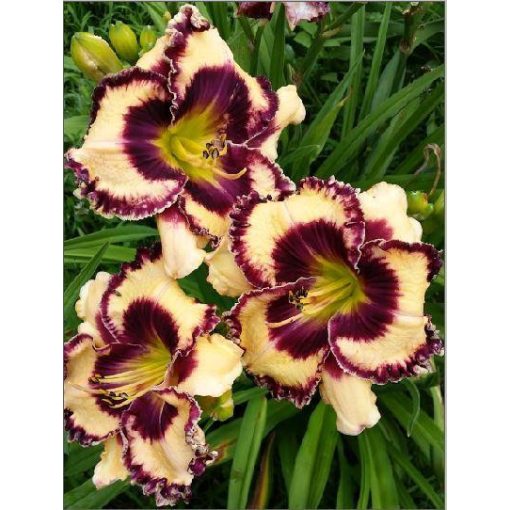 Hemerocallis Duke Ellington - Sásliliom