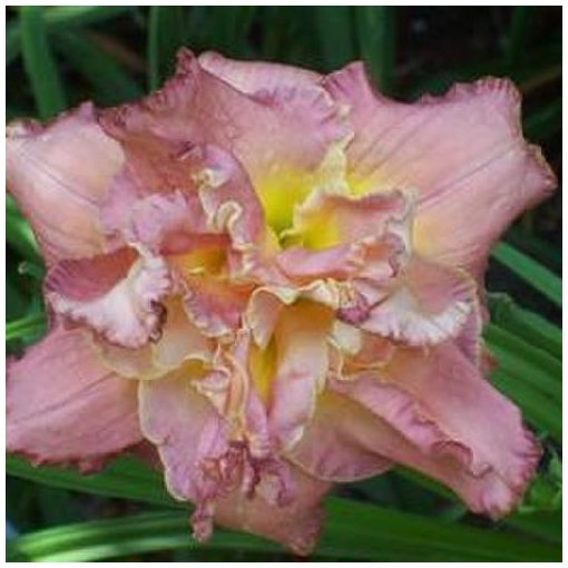 Hemerocallis Easy Spirit