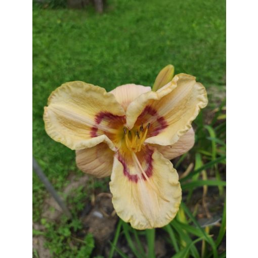 Hemerocallis Echoes of Love - Sásliliom