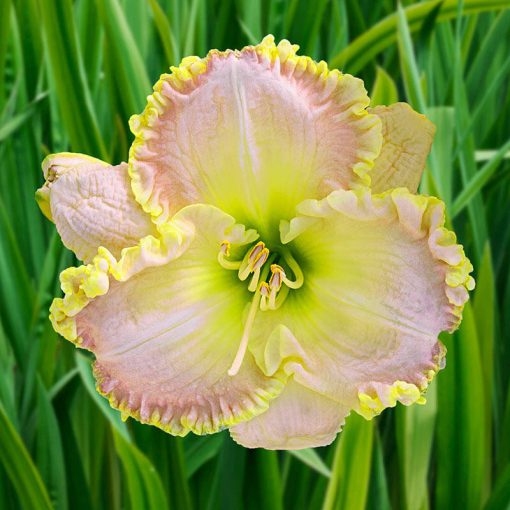 Hemerocallis Ed Brown - Sásliliom