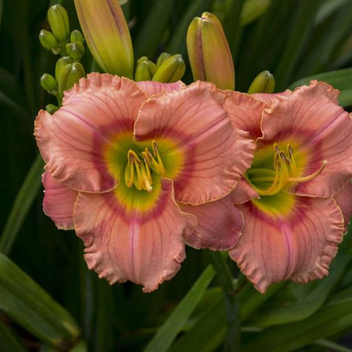 Hemerocallis Elegant Candy - Sásliliom