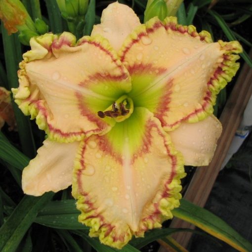 Hemerocallis Ellis Powell - Sásliliom