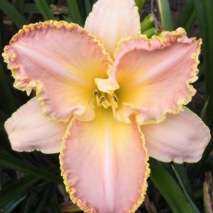 Hemerocallis Enchanted April - Sásliliom