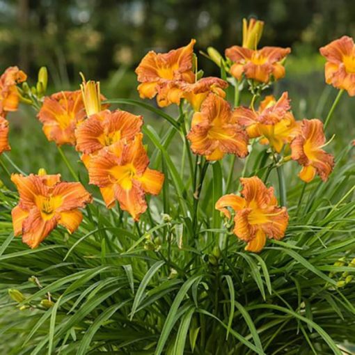 Hemerocallis EveryDaylily Bronze - Sásliliom