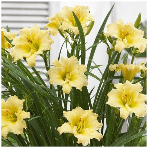 Hemerocallis EveryDaylily Cream - Sásliliom