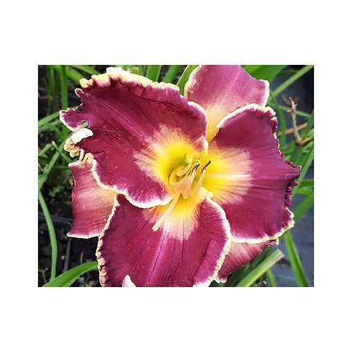 Hemerocallis Excellent