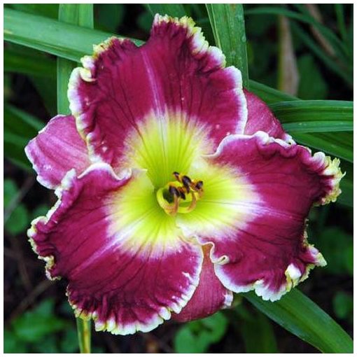 Hemerocallis Extravagant Love - Sásliliom