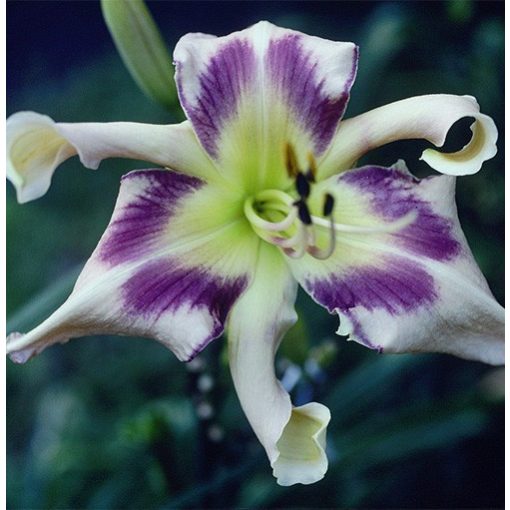 Hemerocallis Eyed Twister - Sásliliom