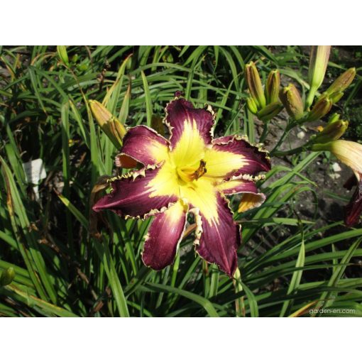 Hemerocallis Fins to The Left - Sásliliom