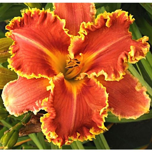 Hemerocallis Flamboyant Flames - Sásliliom